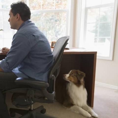 Professional man working remotely at home in front of his computer with his dog sitting beside him